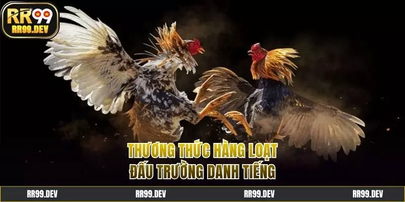 Đa dạng đấu trường chọi gà Phi