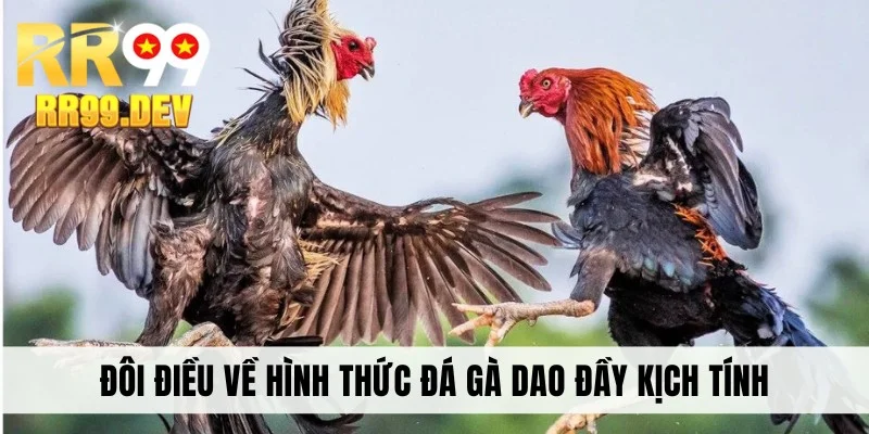 Đôi điều về hình thức đá gà dao đầy kịch tính