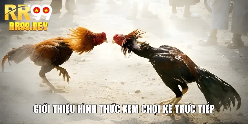 Giới thiệu hình thức xem chọi kê trực tiếp