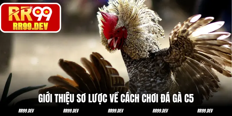 Giới thiệu sơ lược về cách chơi đá gà C5