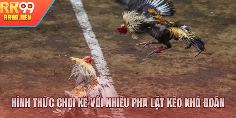 Hình thức chọi kê với nhiều pha lật kèo khó đoán