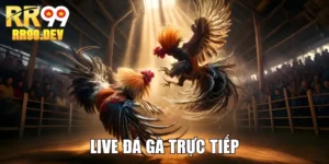 Live đá gà trực tiếp