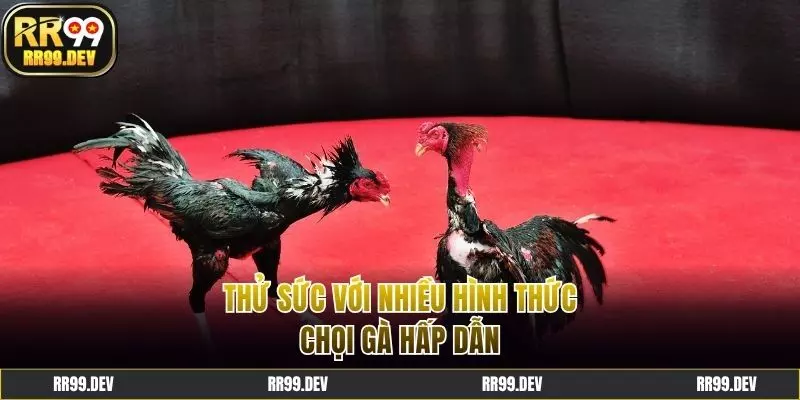 Quy tụ hầu hết các loại hình chọi kê