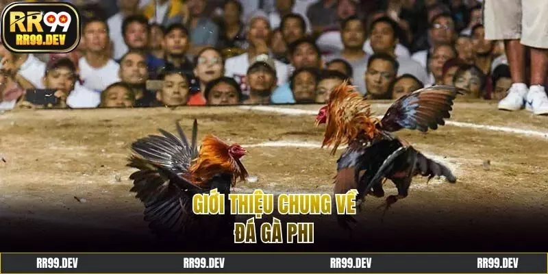 Tổng quan về bộ môn đá gà Phi