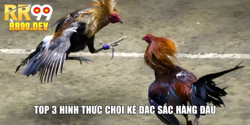 Top 3 hình thức chọi kê đặc sắc hàng đầu